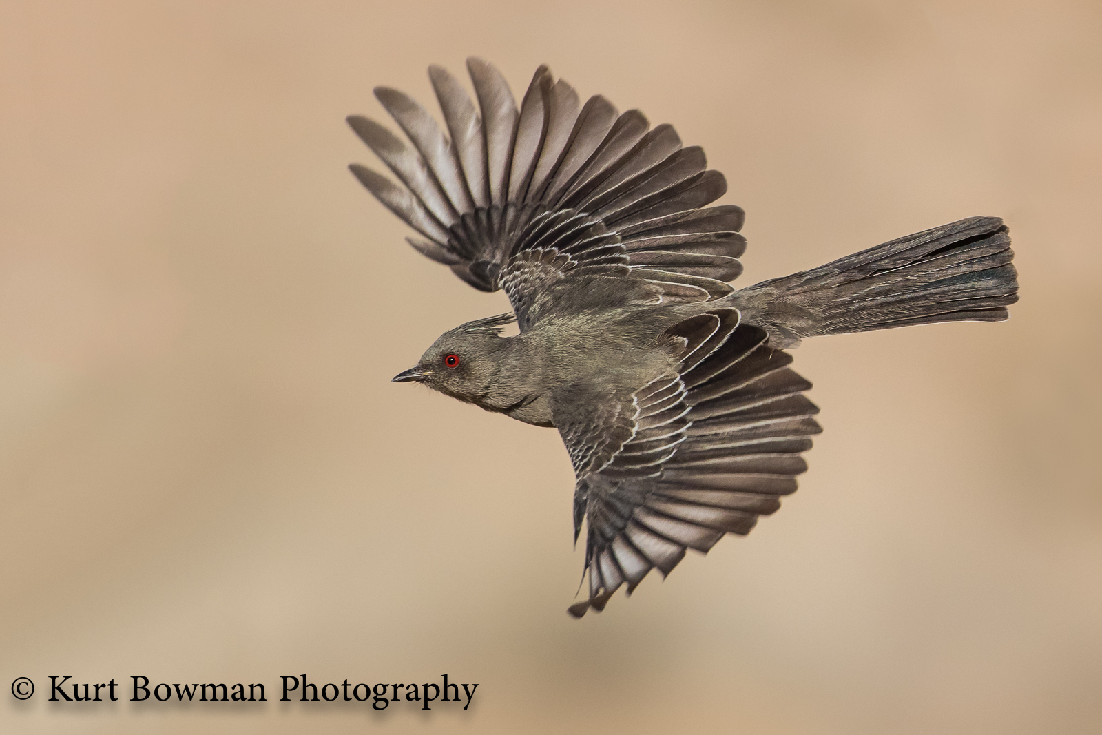 Phainopepla Female