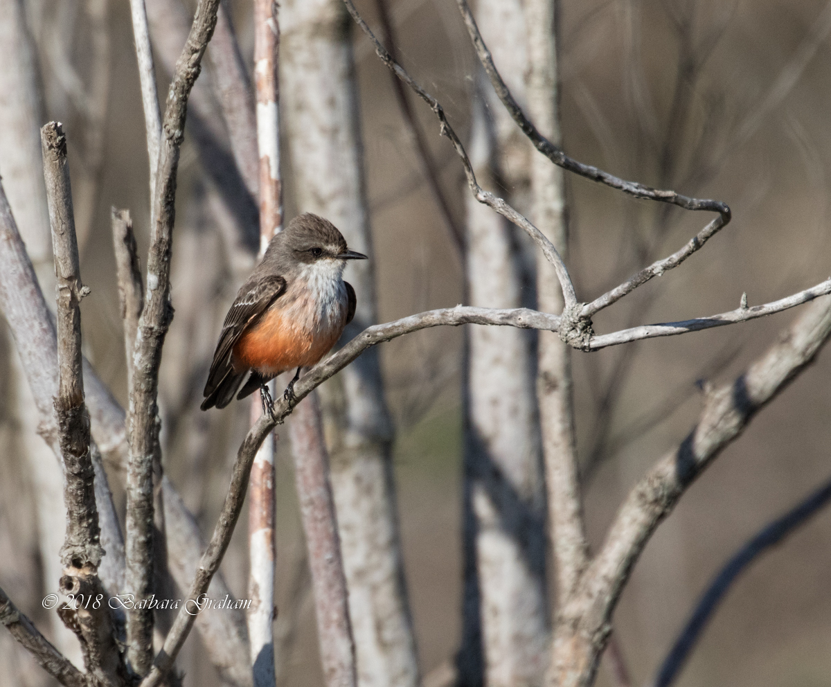 Vermilion Flycatcher