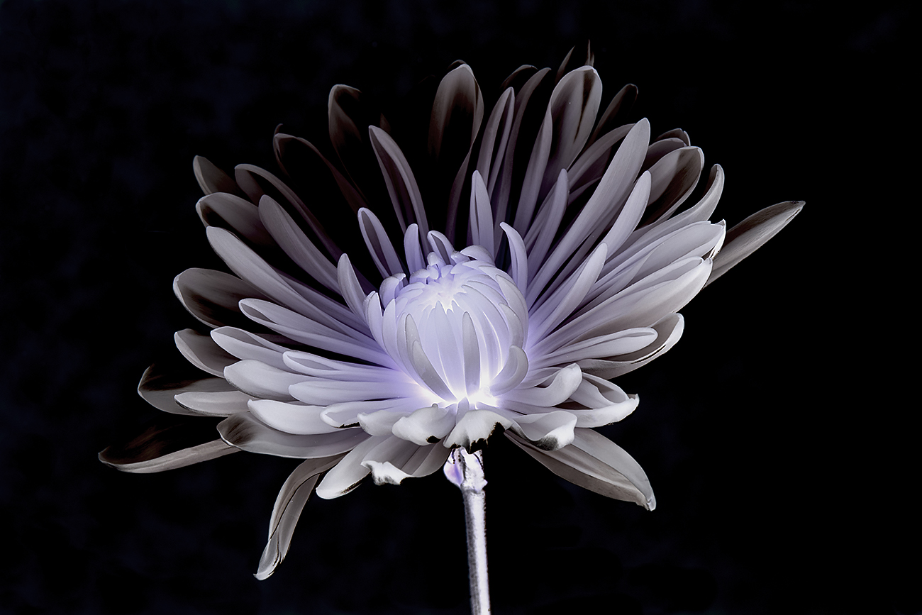 White Mum