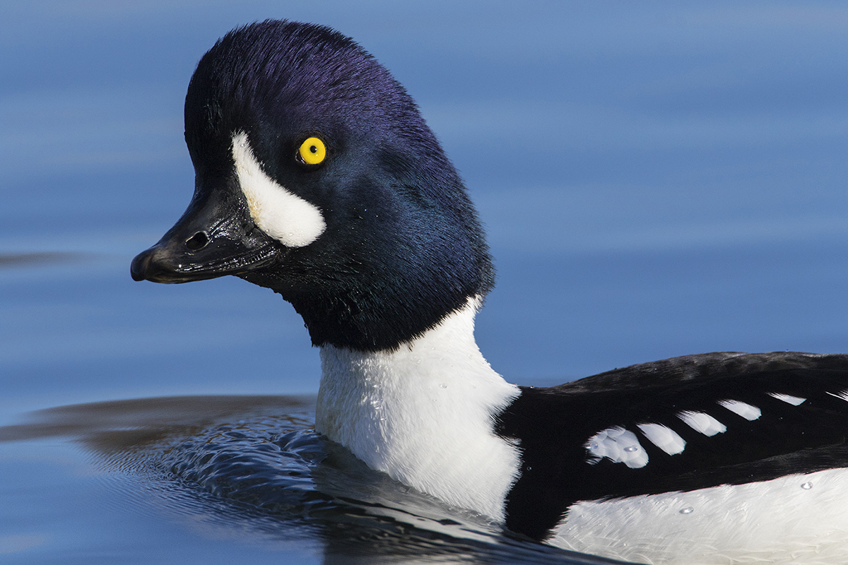Barrow's Goldeneye