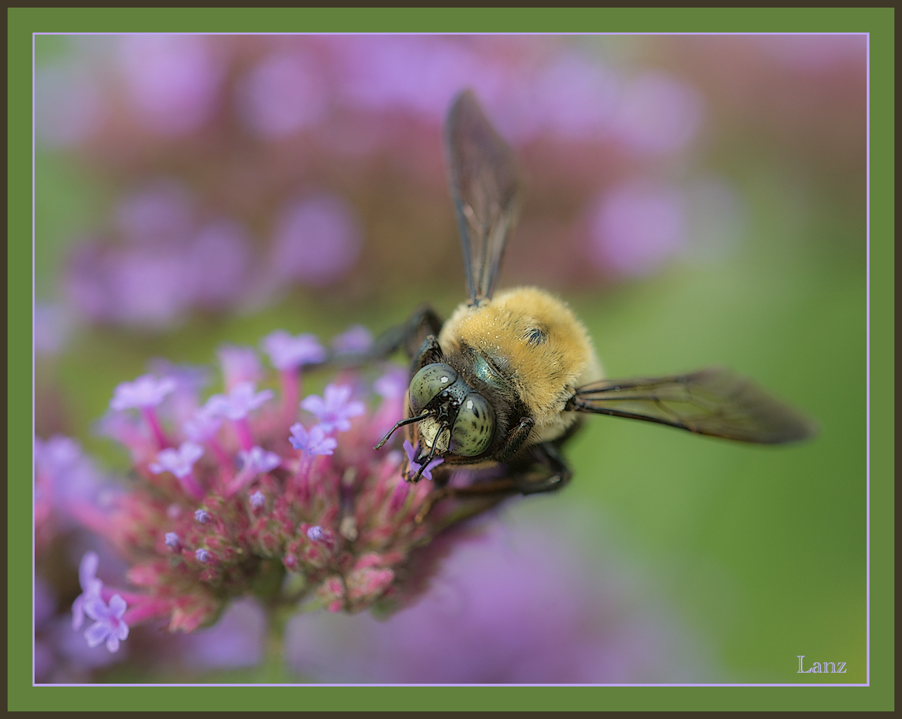 Verbena Bee