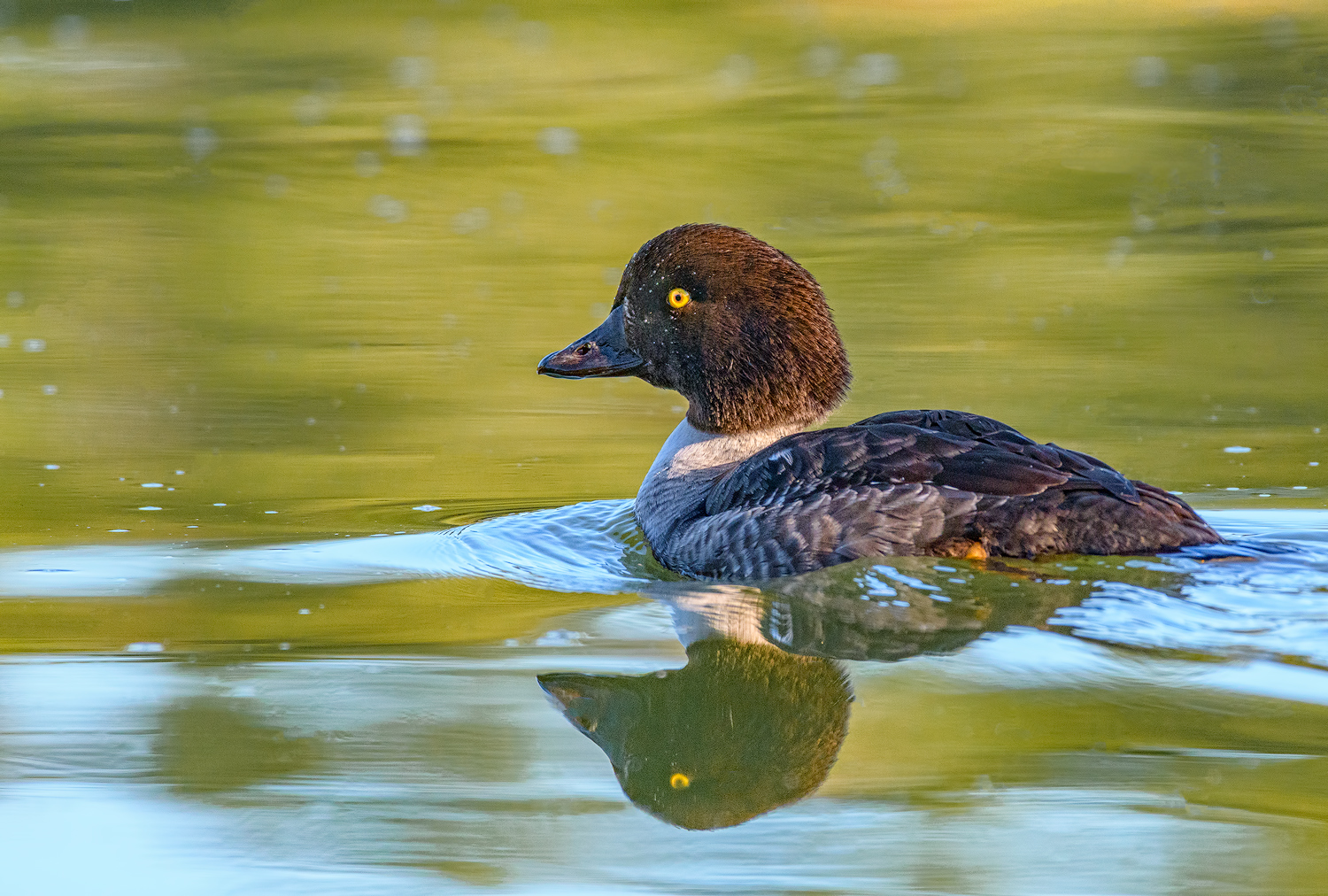 Barrow's Goldeneye hen