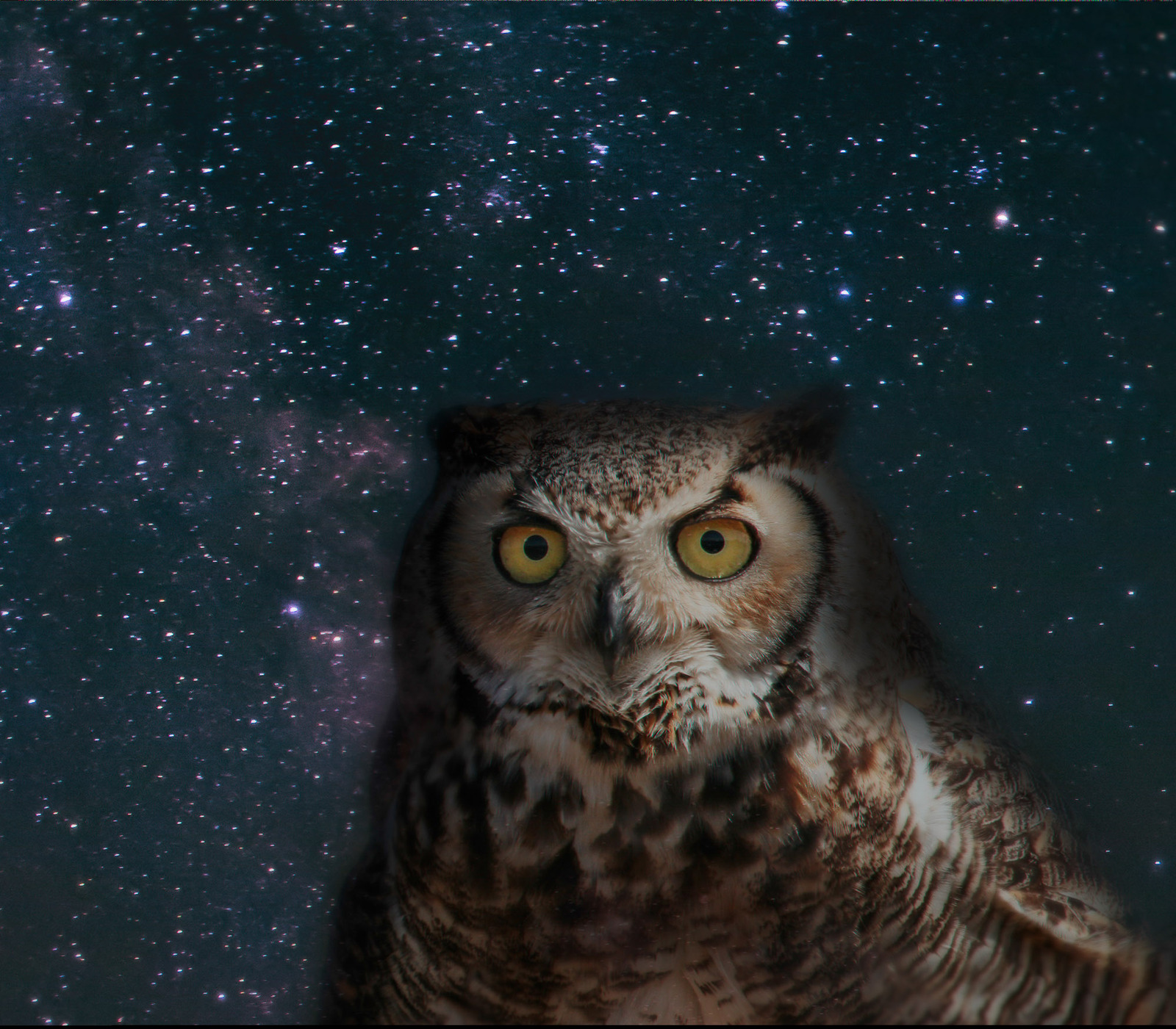 Night Owl