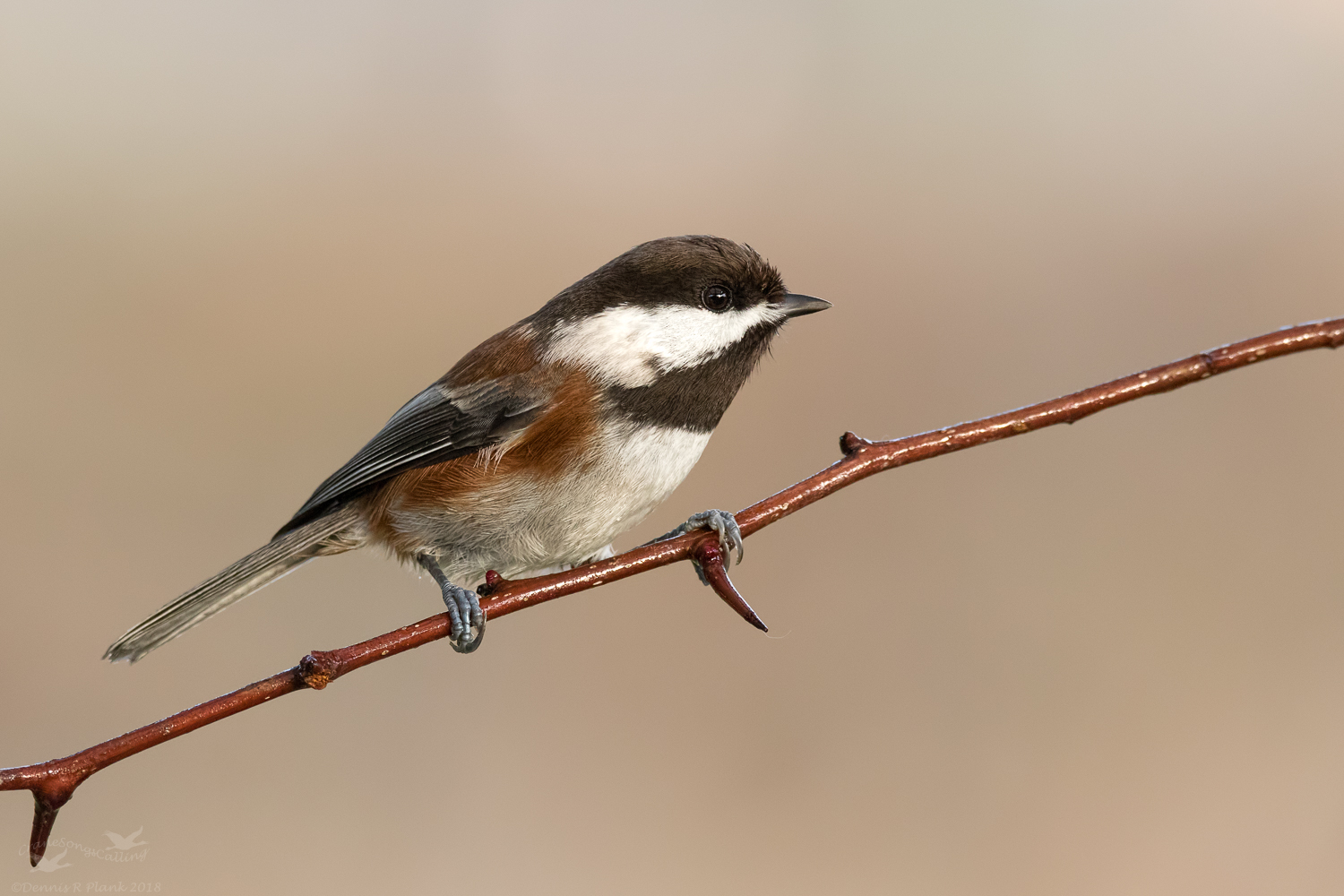 ChestnutBacked Chickadee
