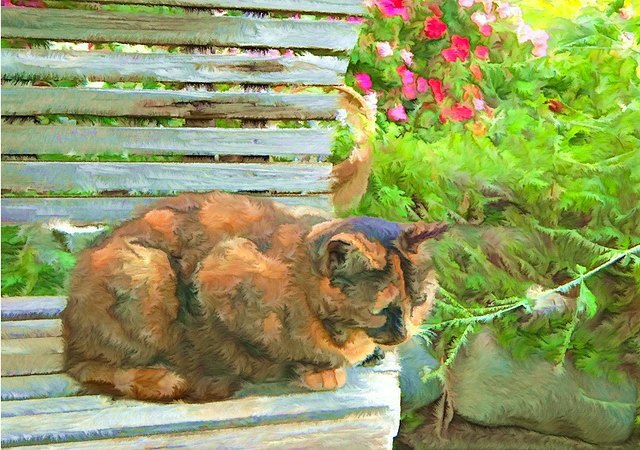 Cat on Bench