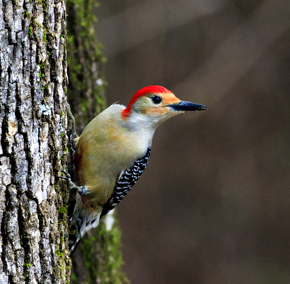 Red-bellied Woodpecker
