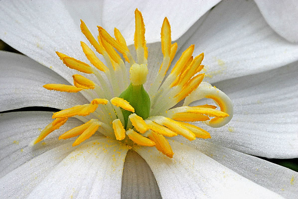 Bloodroot