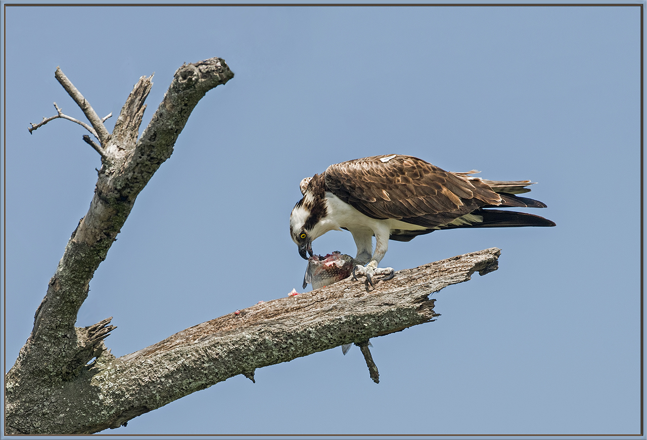 Osprey with Fish