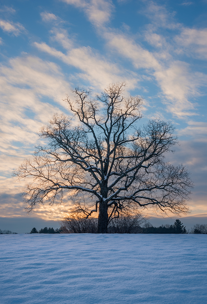 Mighty Oak & Re-Post