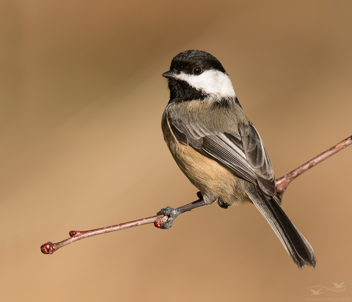 Blk-capped Chickadee