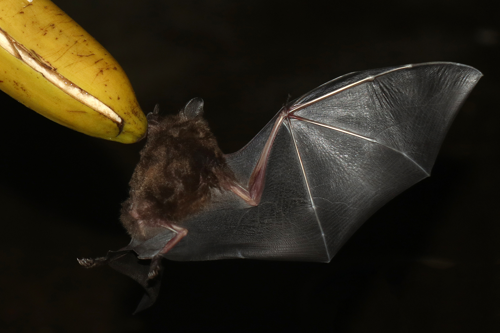 fruit bat