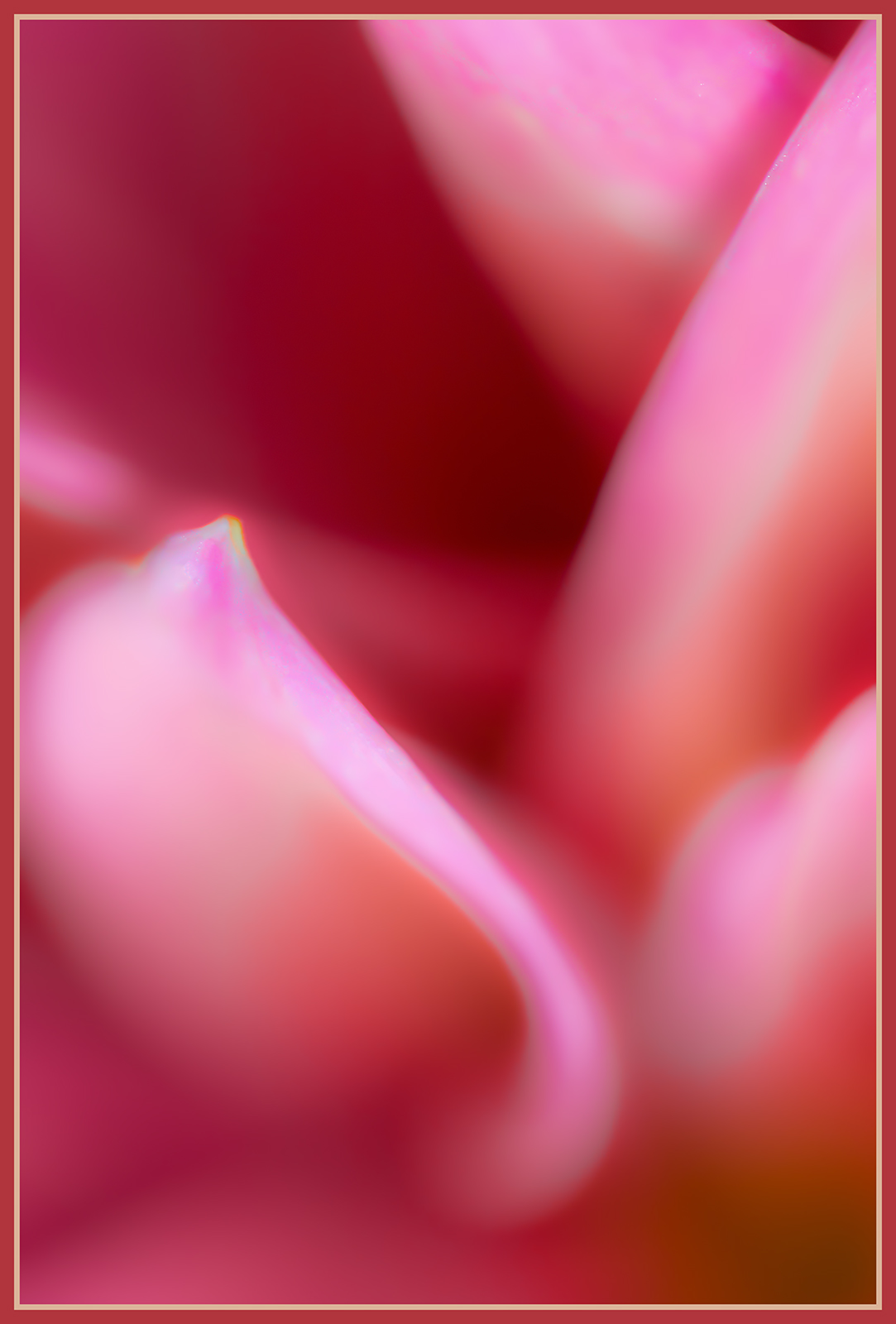 Dahlia Abstract