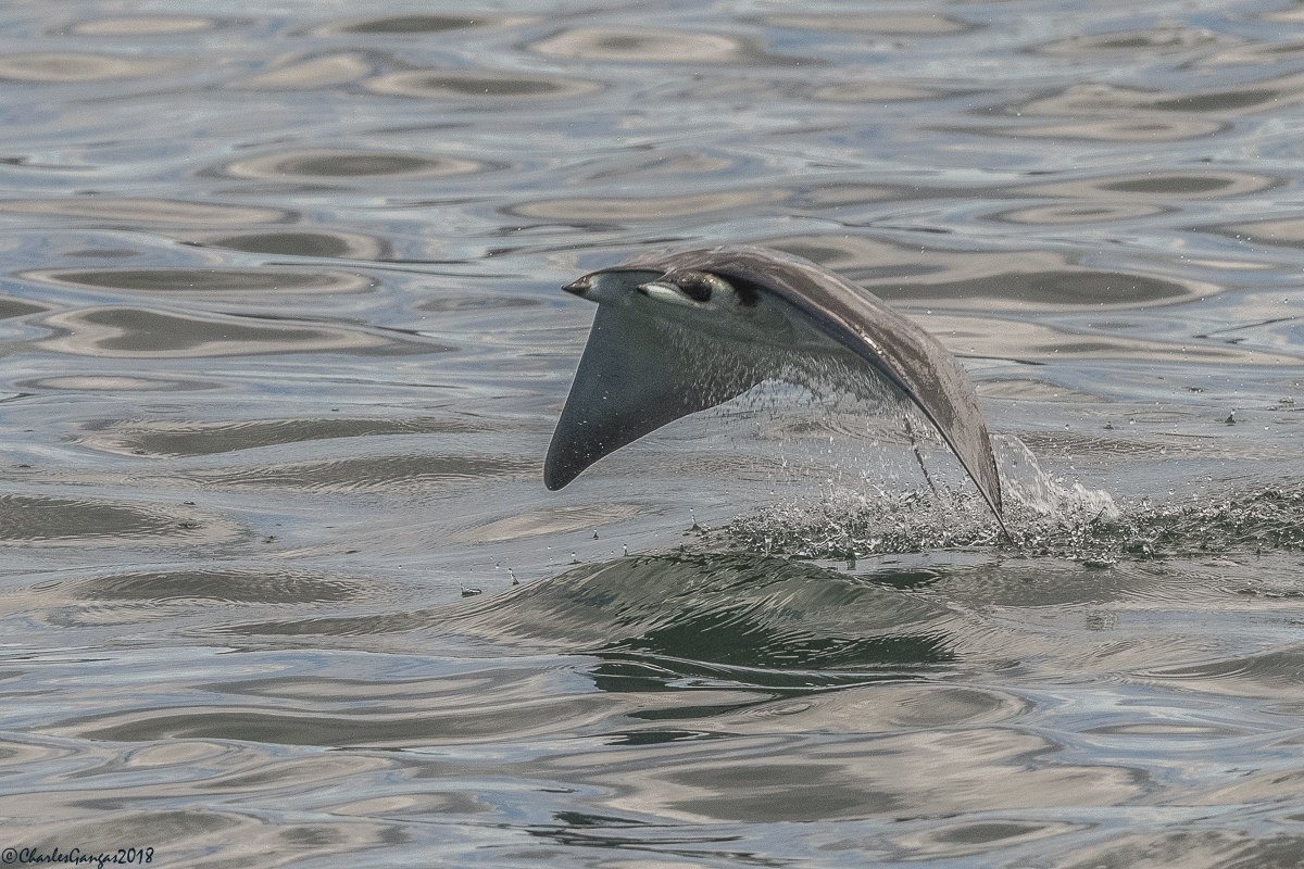 Mobula_Devil Ray_2