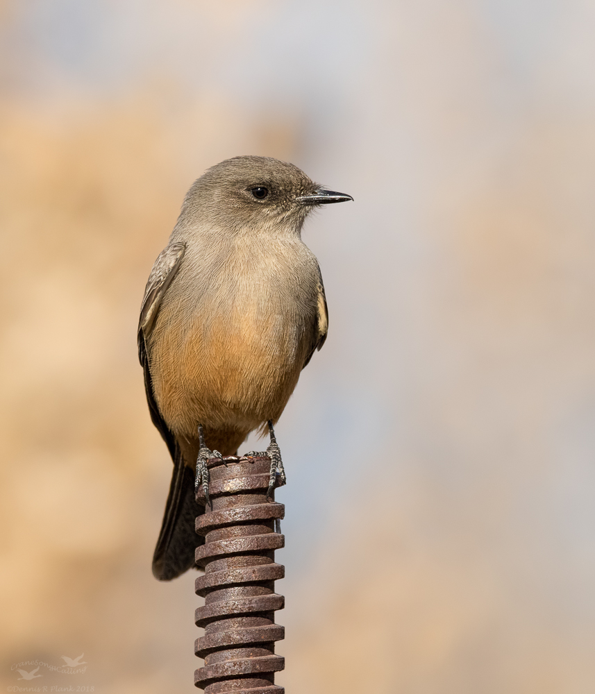 Say's Phoebe