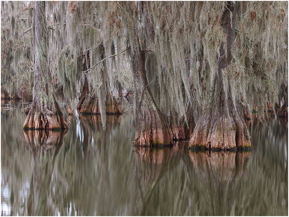 Seasons in the Swamp #1