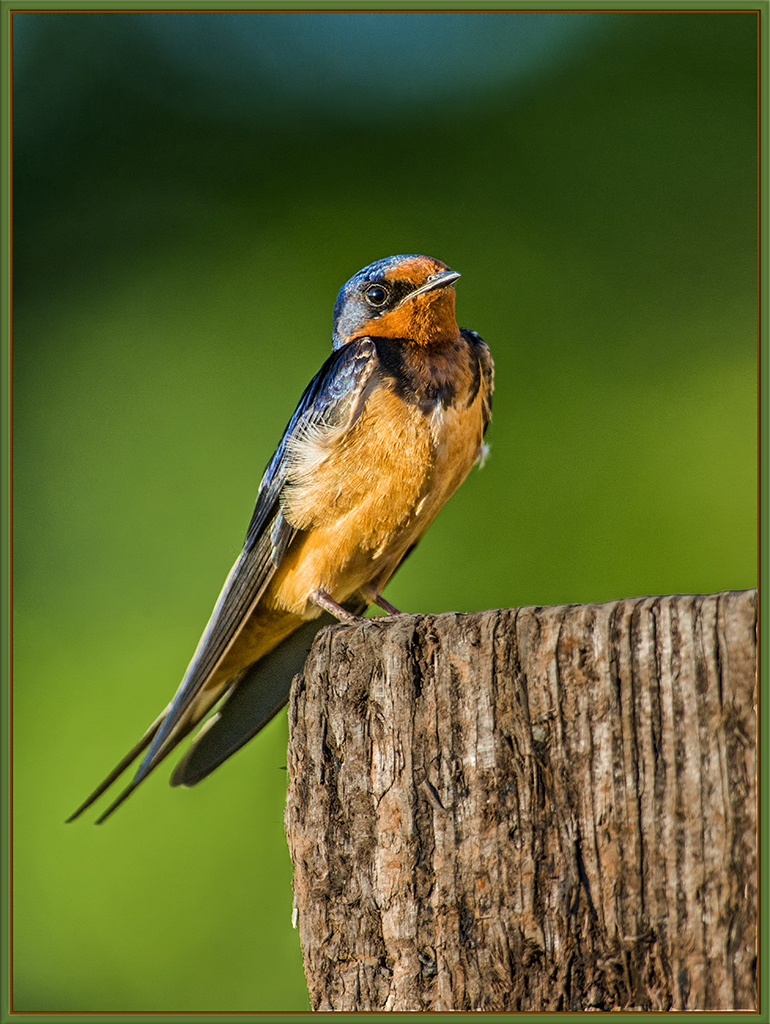 Barn Swallow