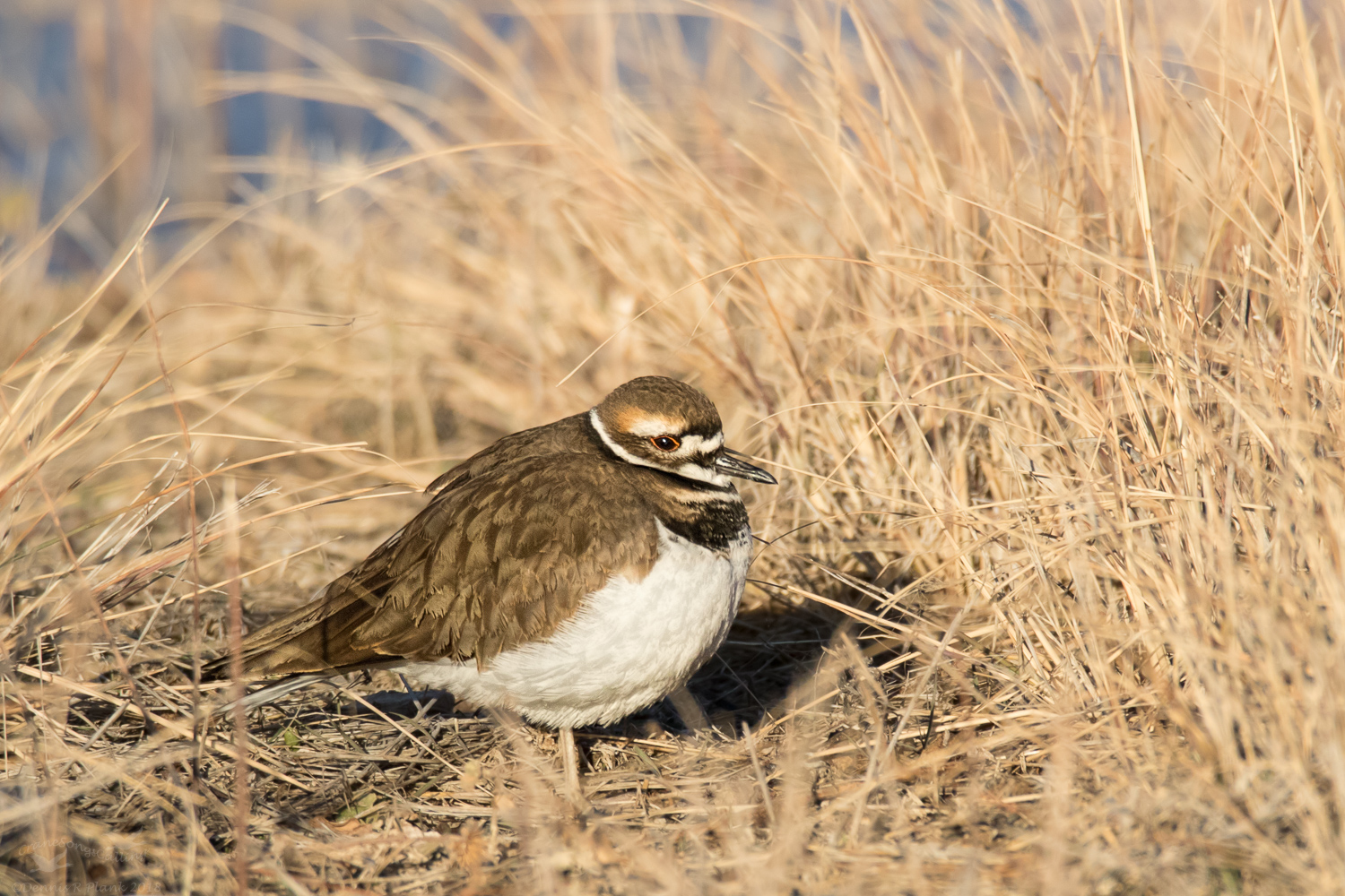 Killdeer