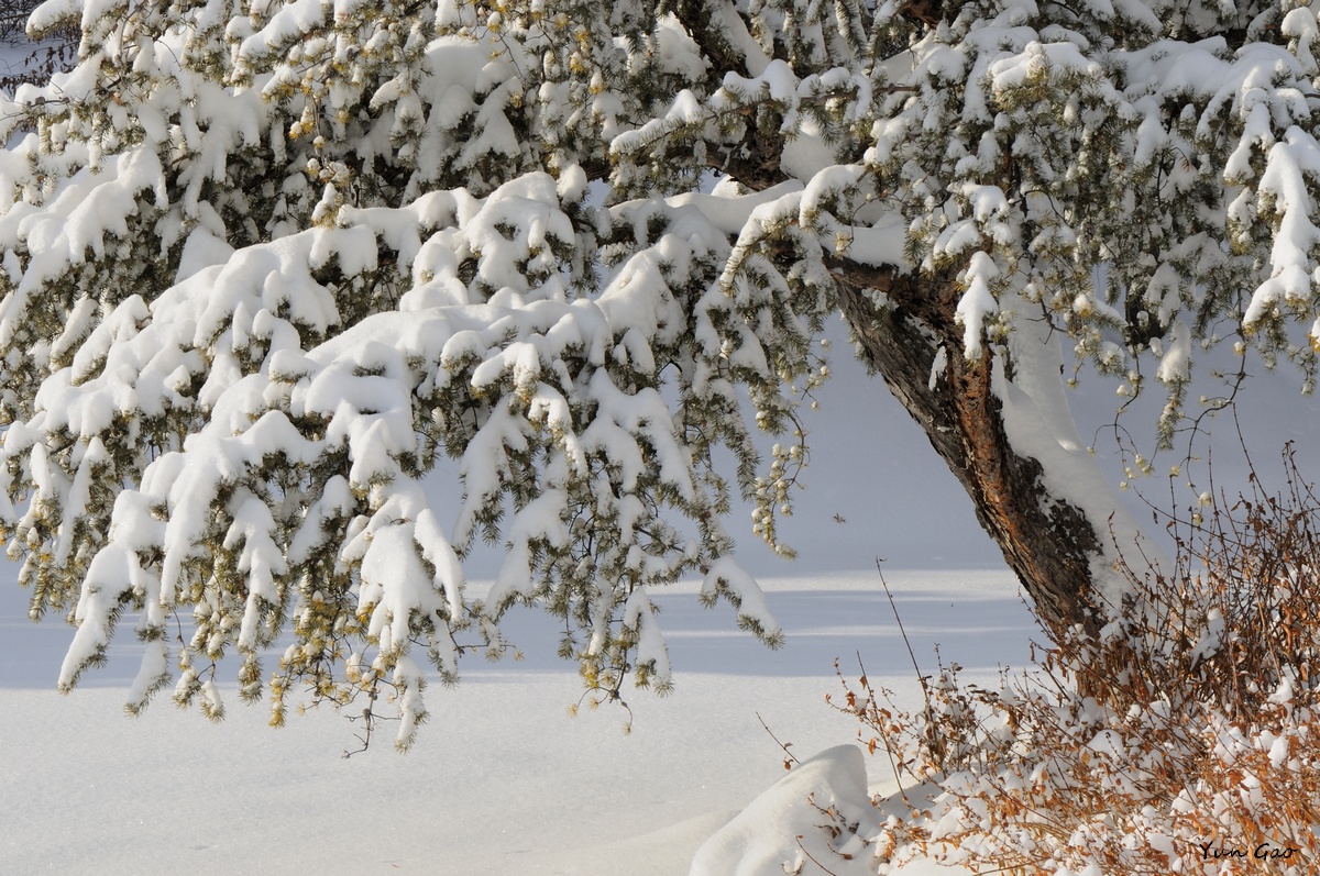 Pine