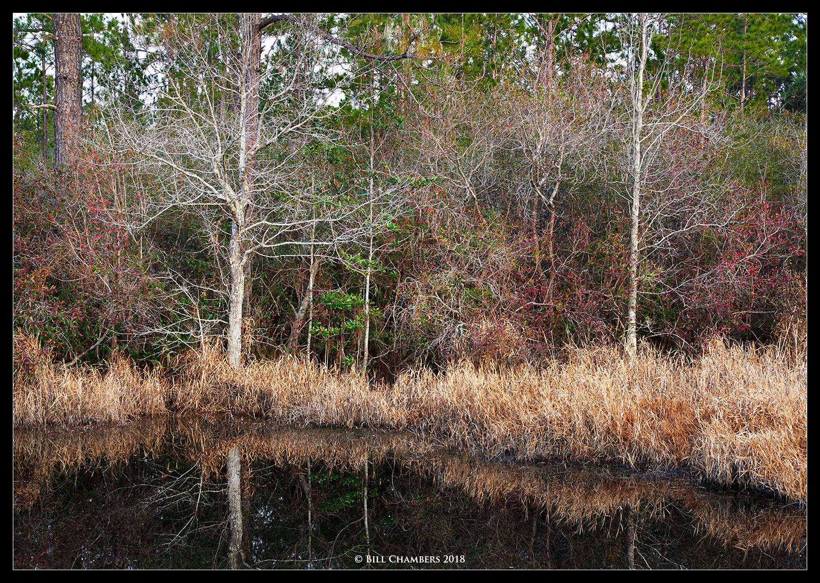 Bagdad Bog