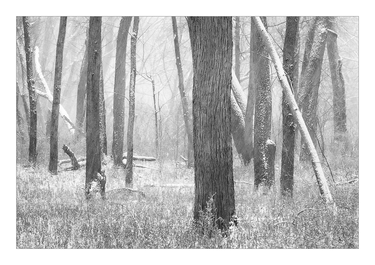 Snow in the Woods
