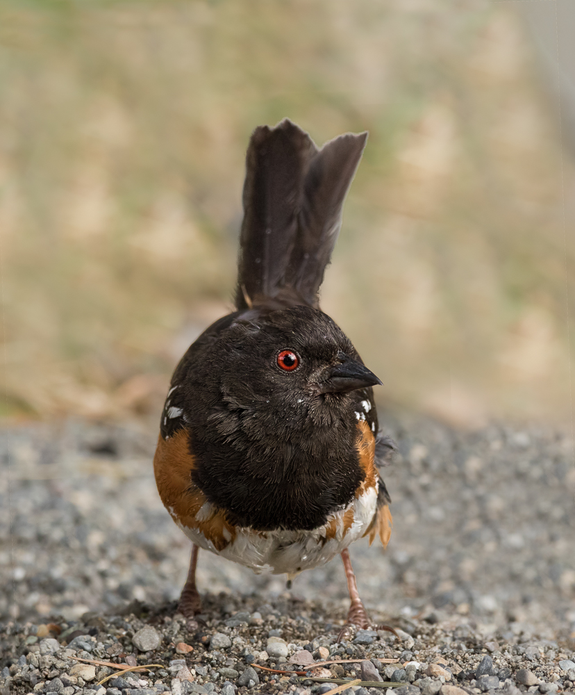 Spotted Towhee...