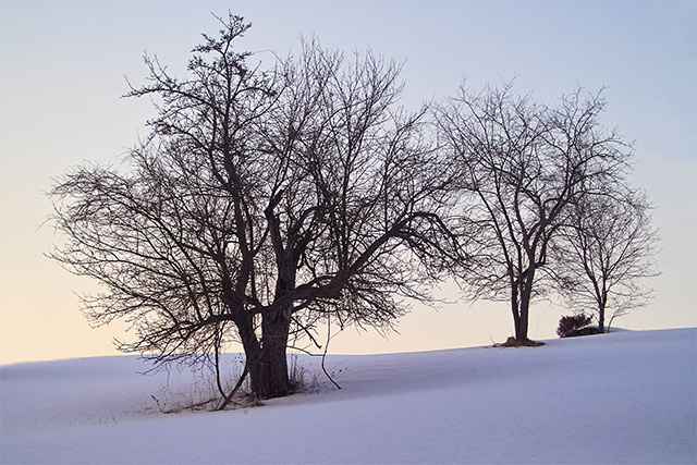 Apple trees and sunset