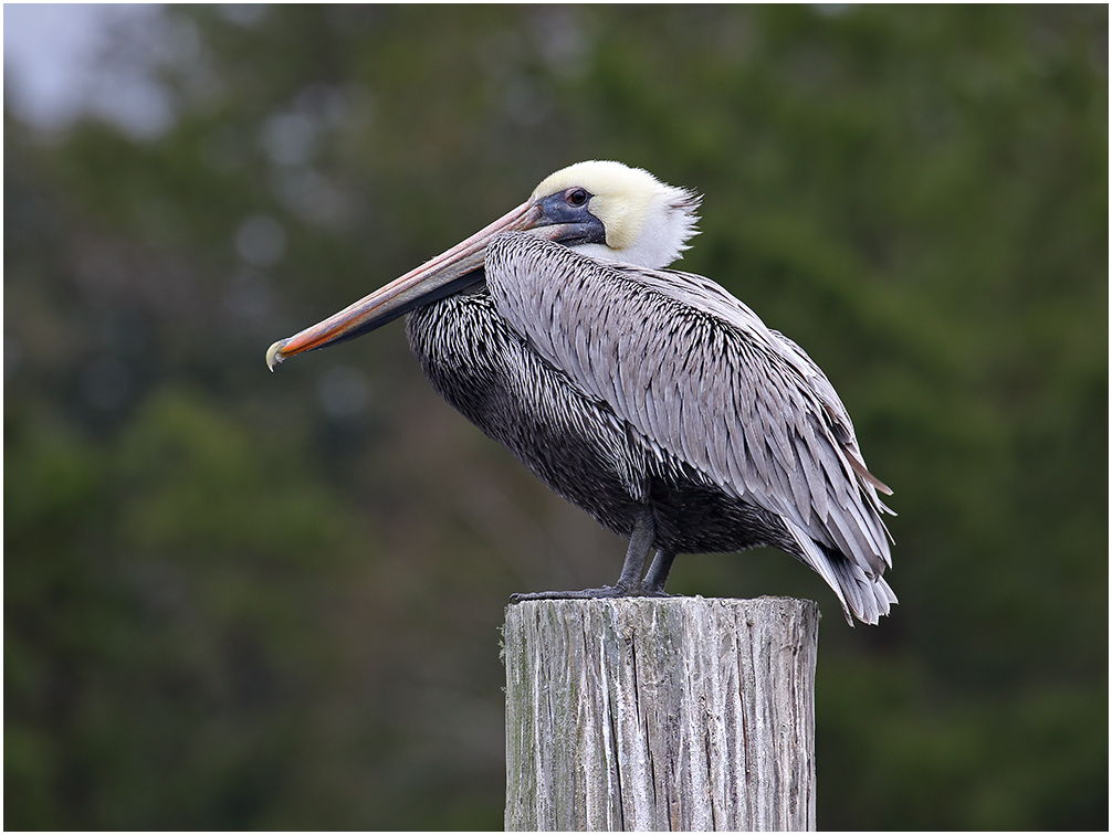 Bird on a Stick?