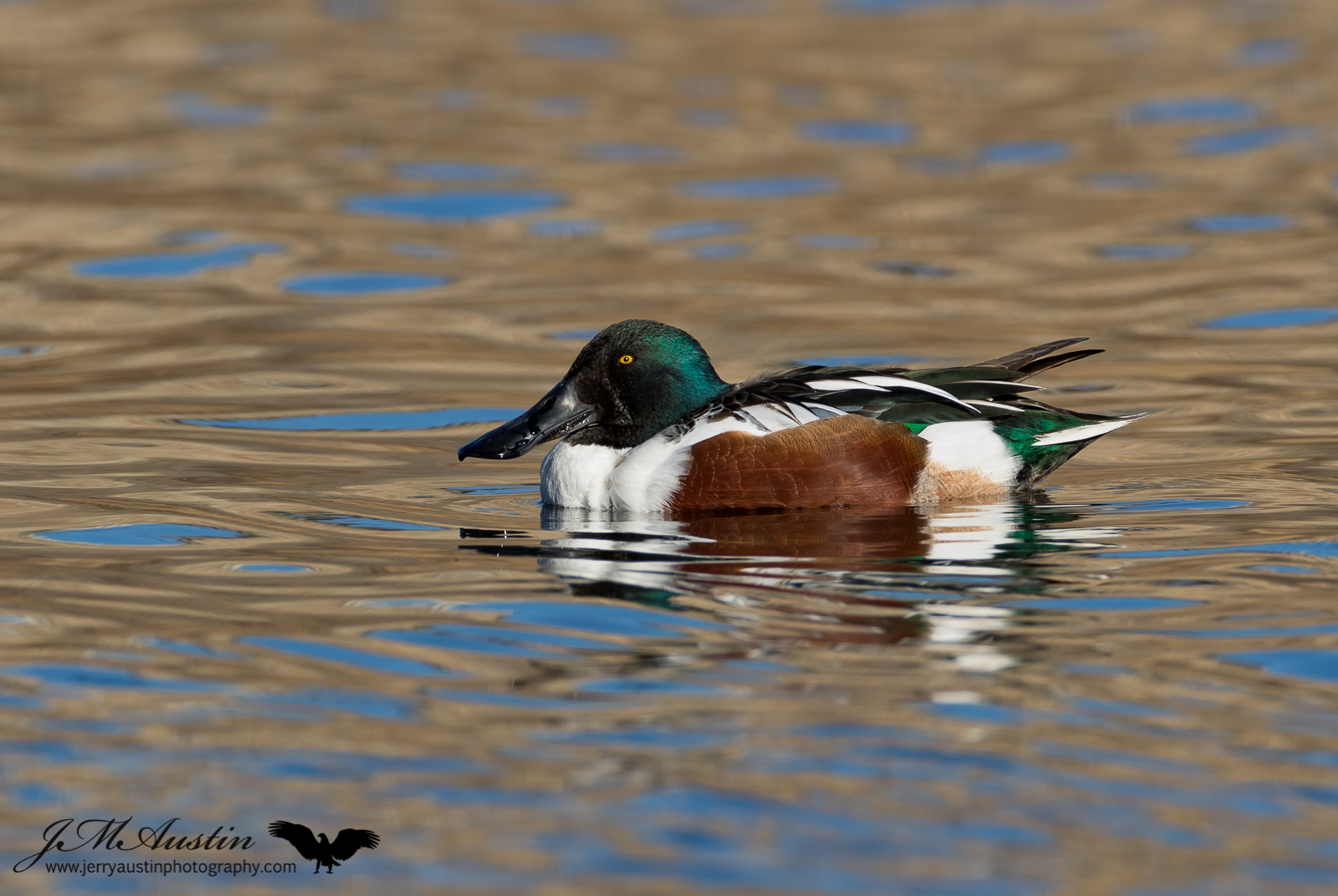 Handsome Shoveler