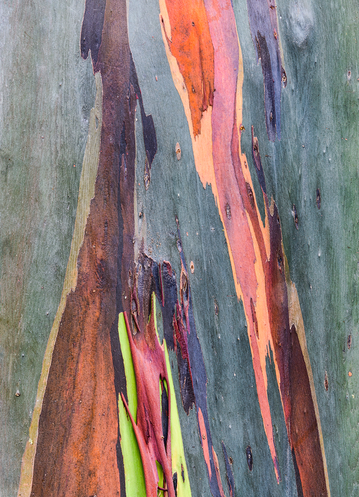 Eucalyptus abstract