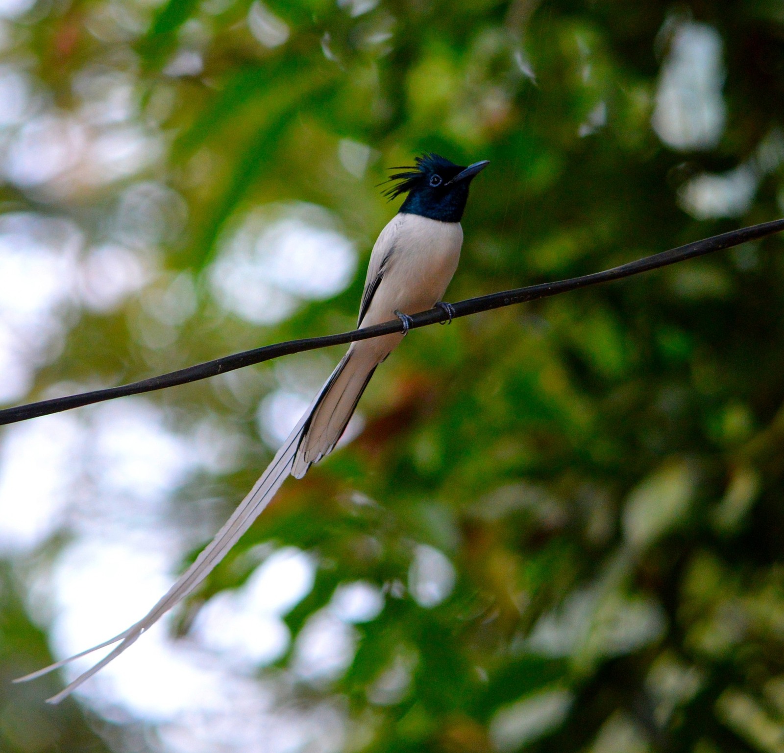 Bird of Paradise...