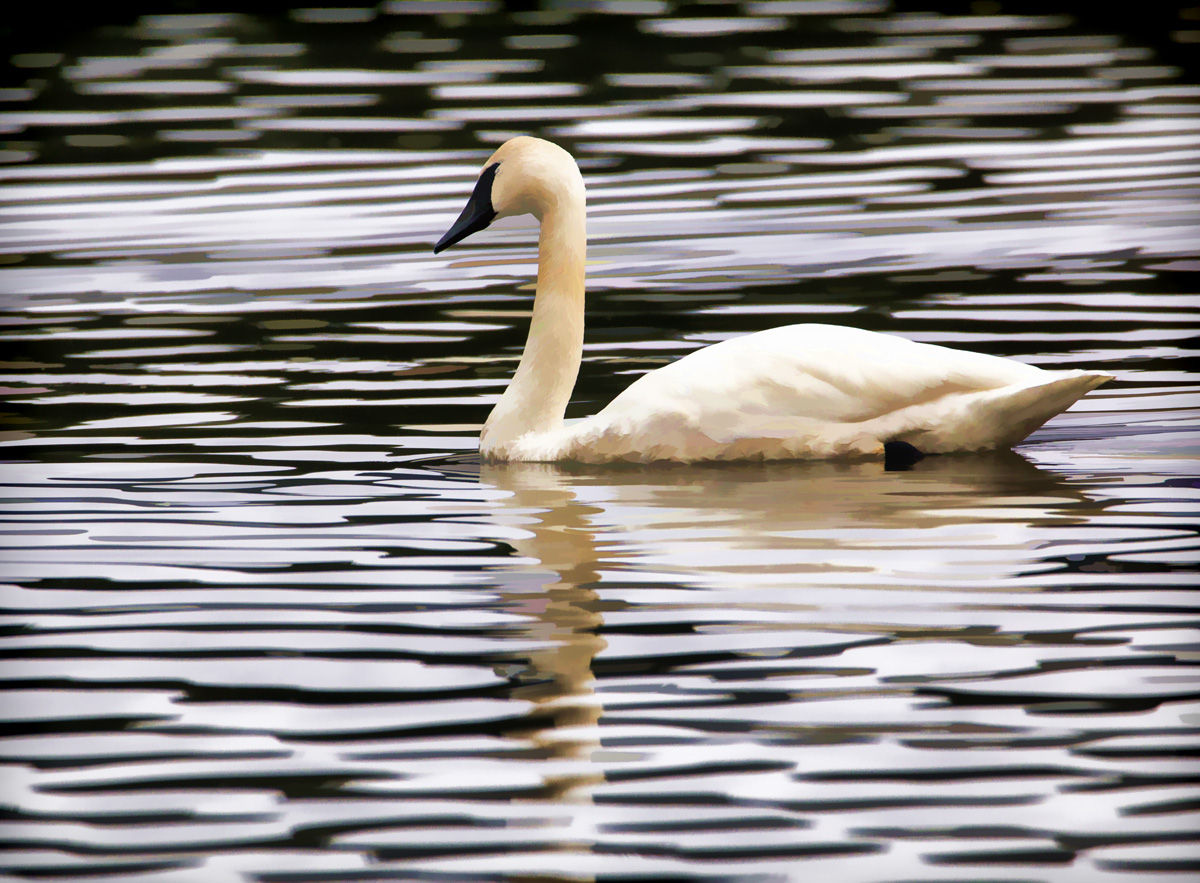 Floating Along