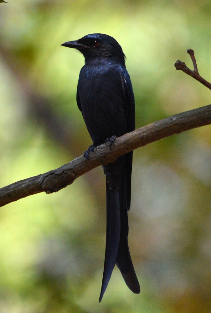 Fierce Black Beauty...