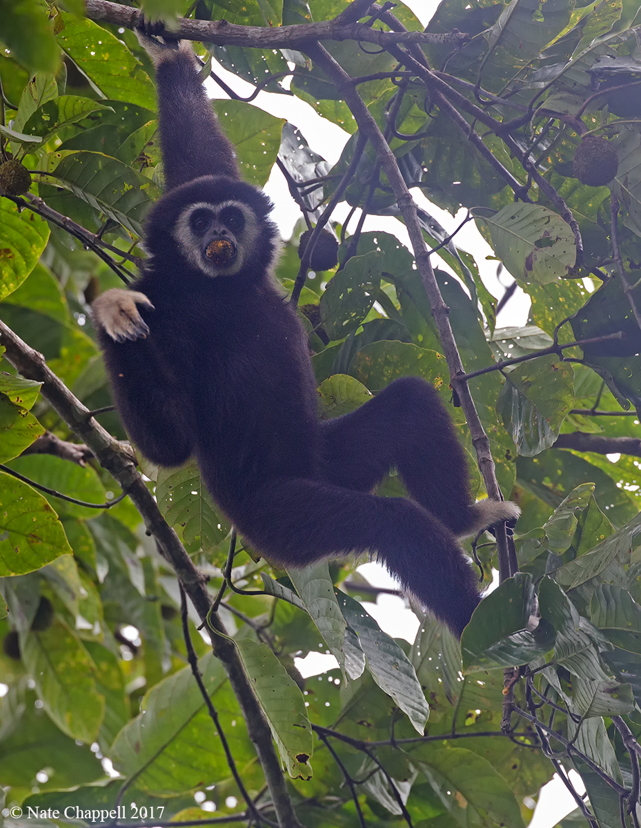 White-handed Gibbon 