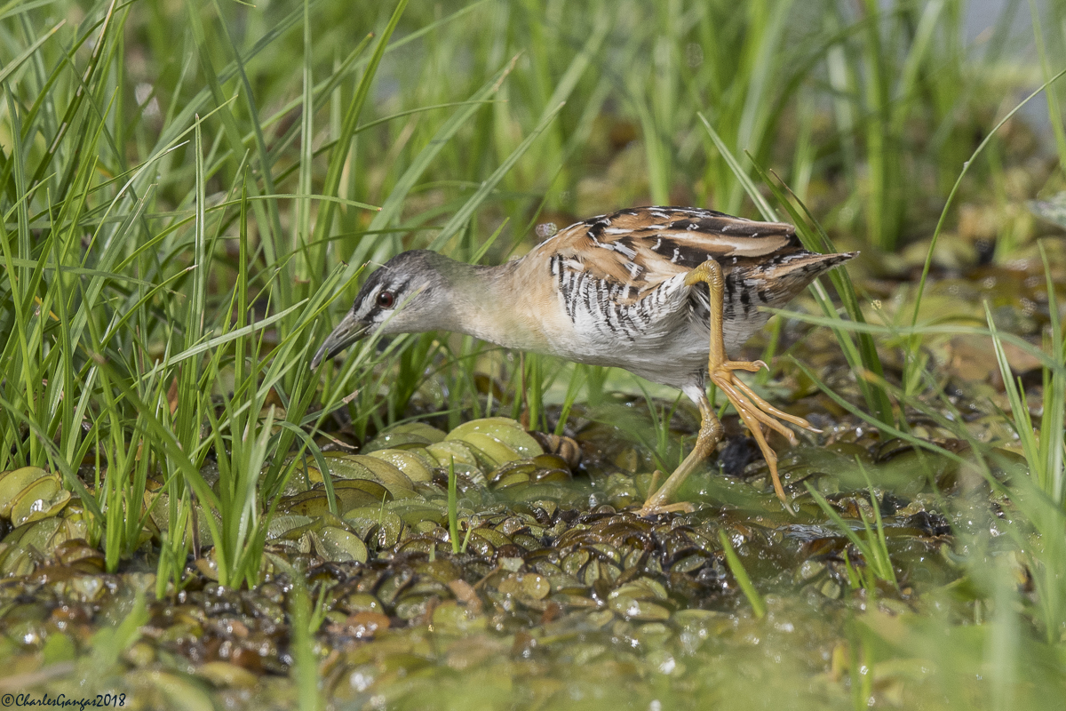Yellow-breasted Crake
