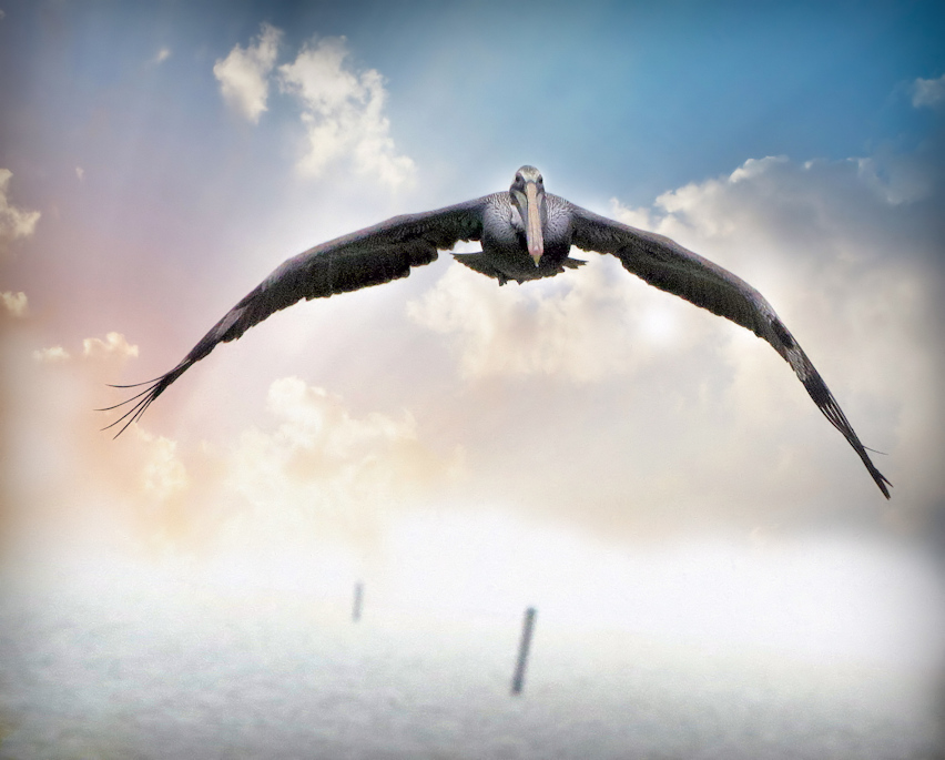 Pelican emerging