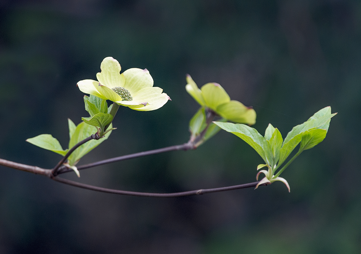 Pacific Dogwood