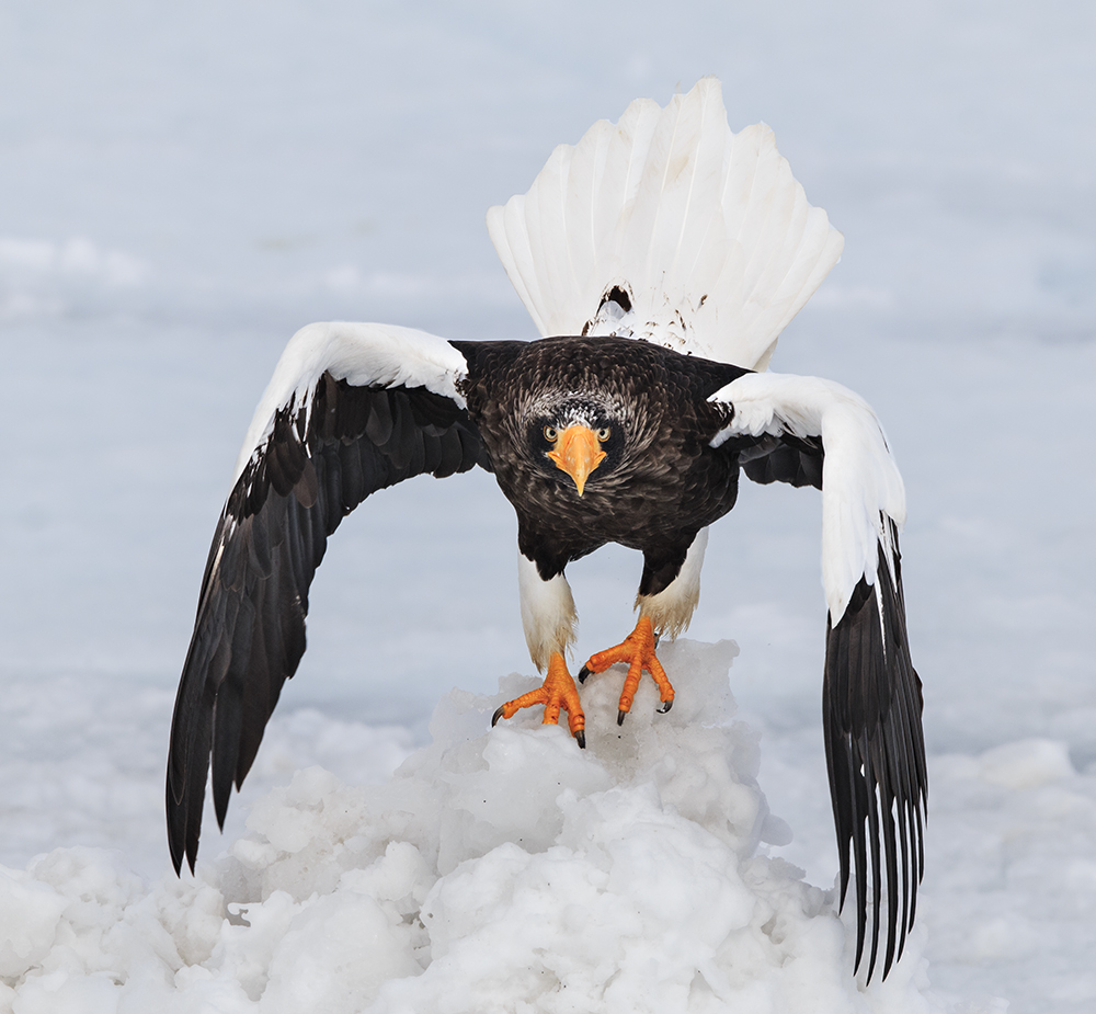 Steller's Sea Eagle