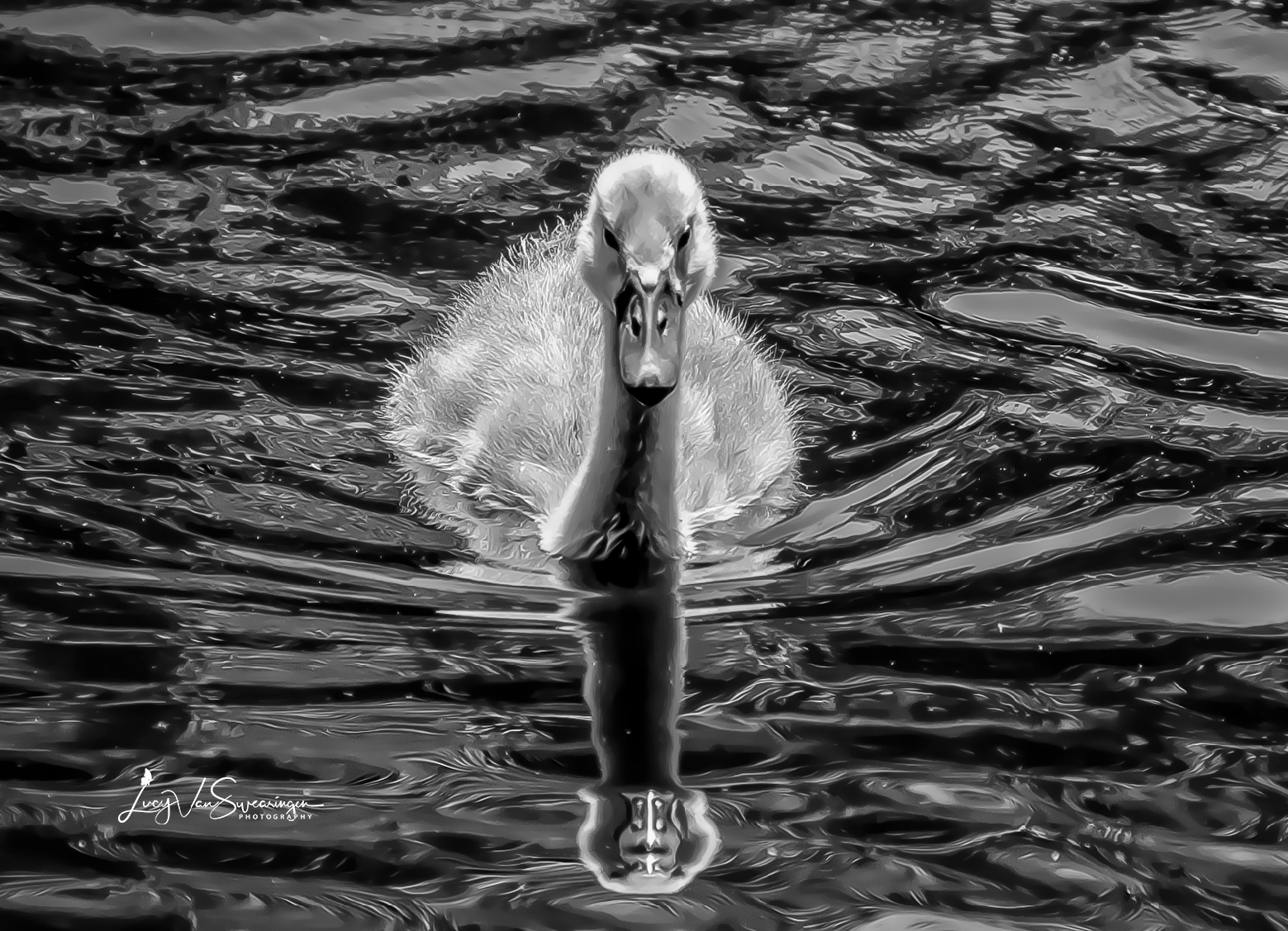Chromed Cygnet