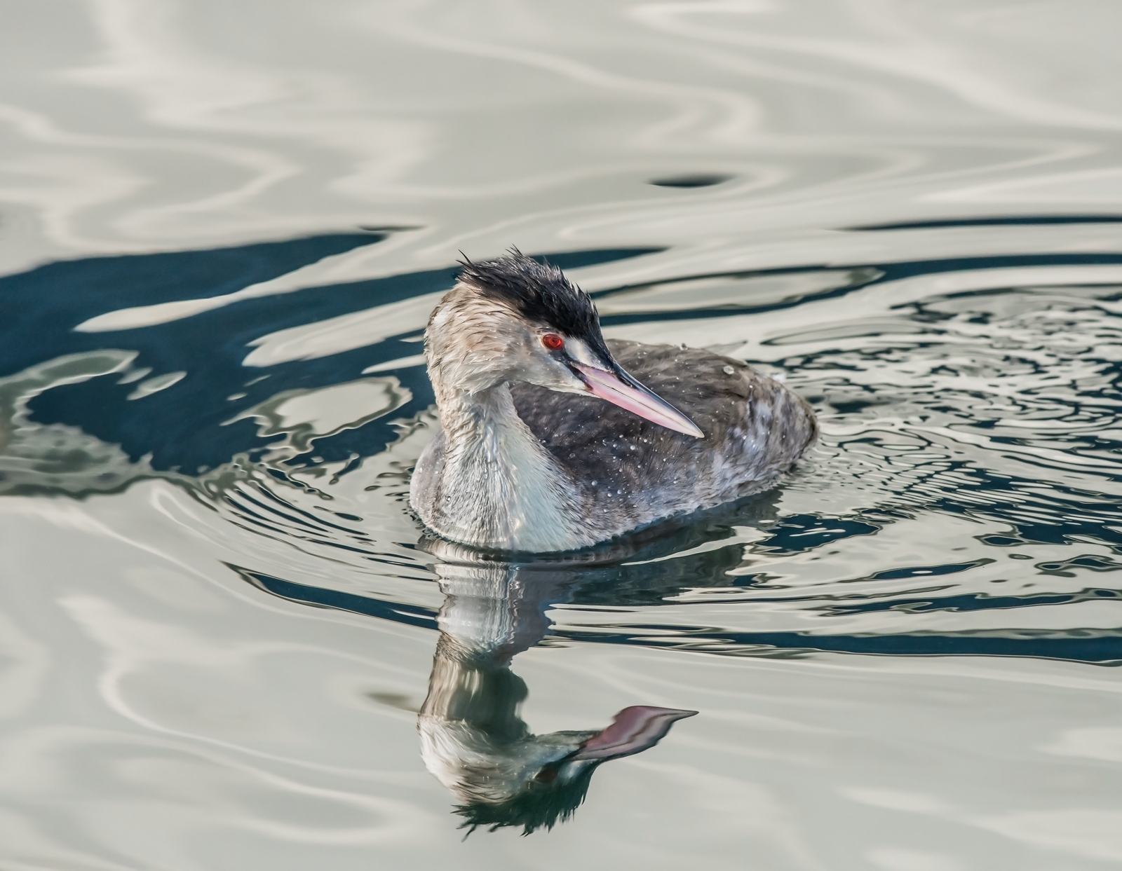 Great Crested Greeb
