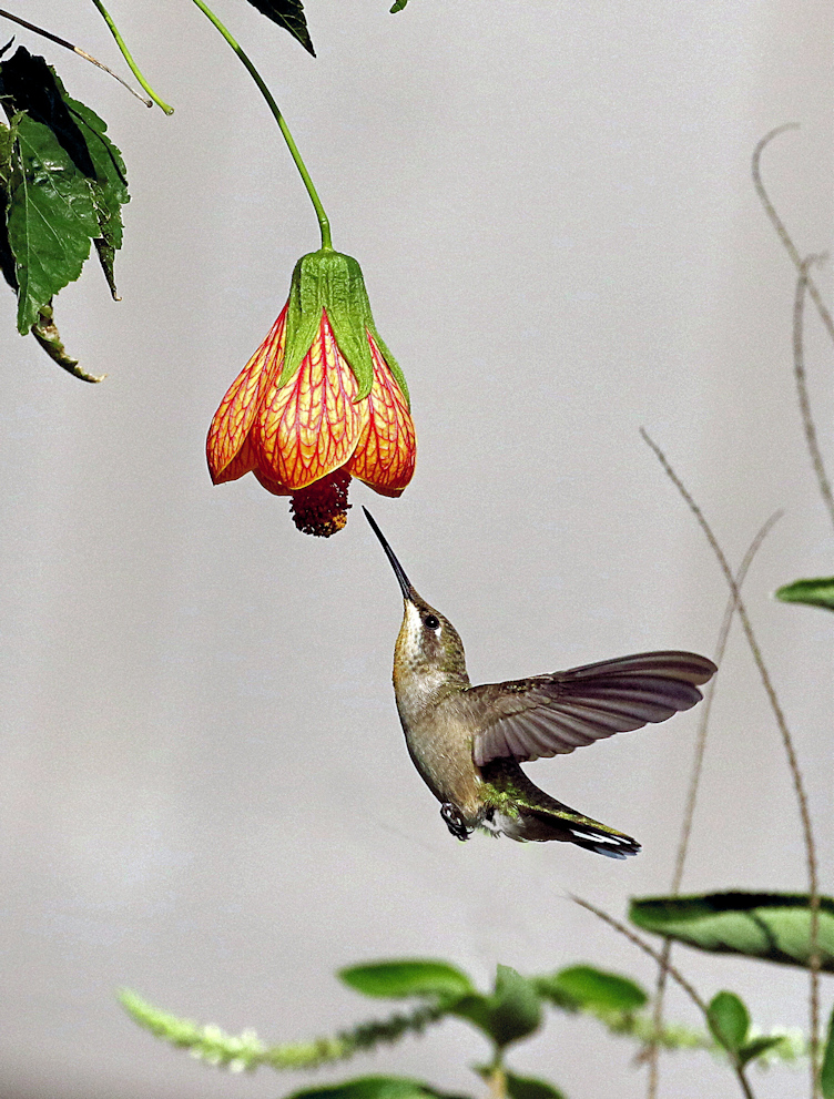 Hummer feeding
