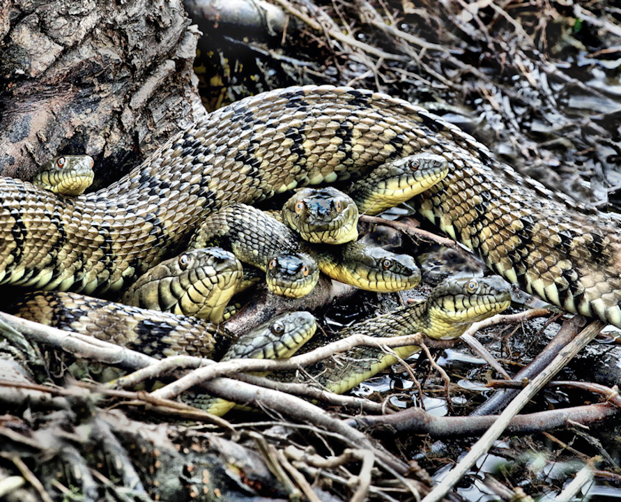 Snake huddle