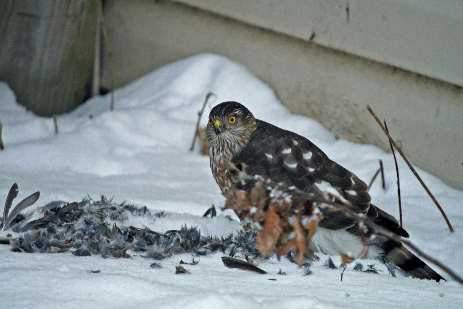 Backyard Coopers Hawk