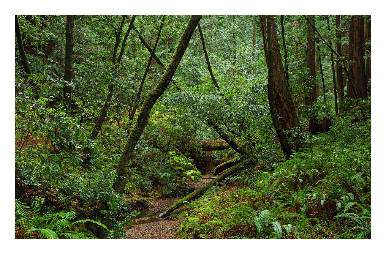 Butano State Park
