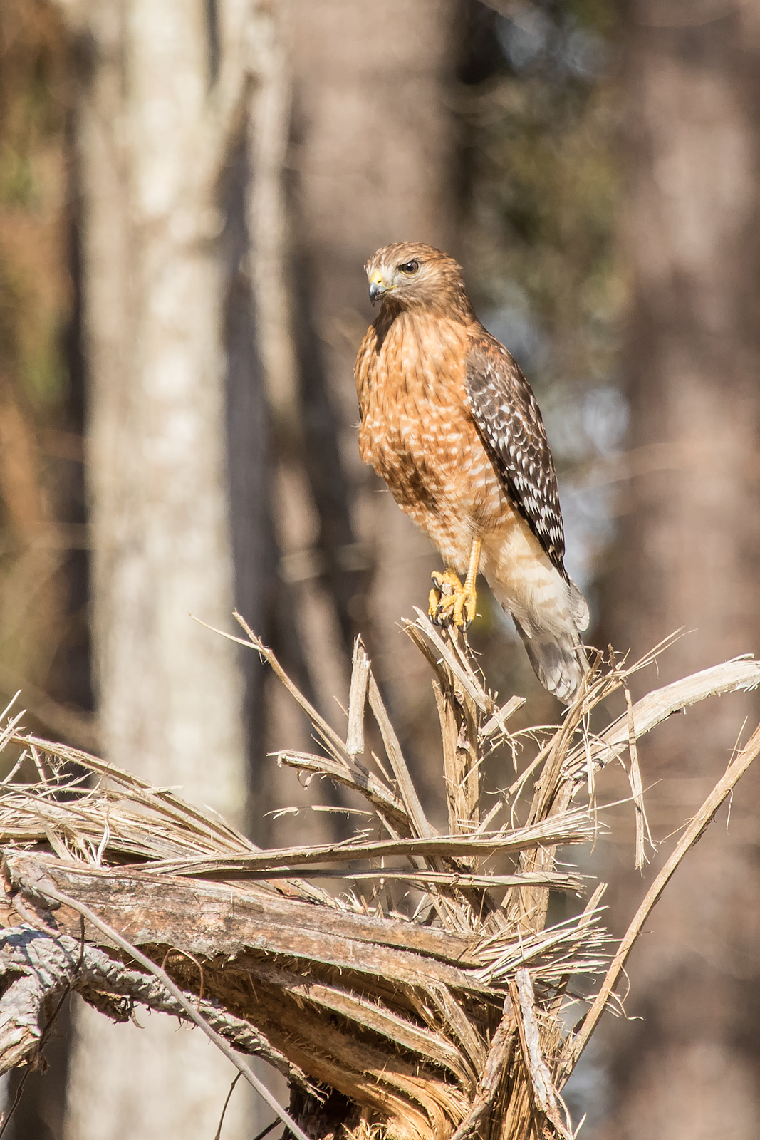 Hawk Perched