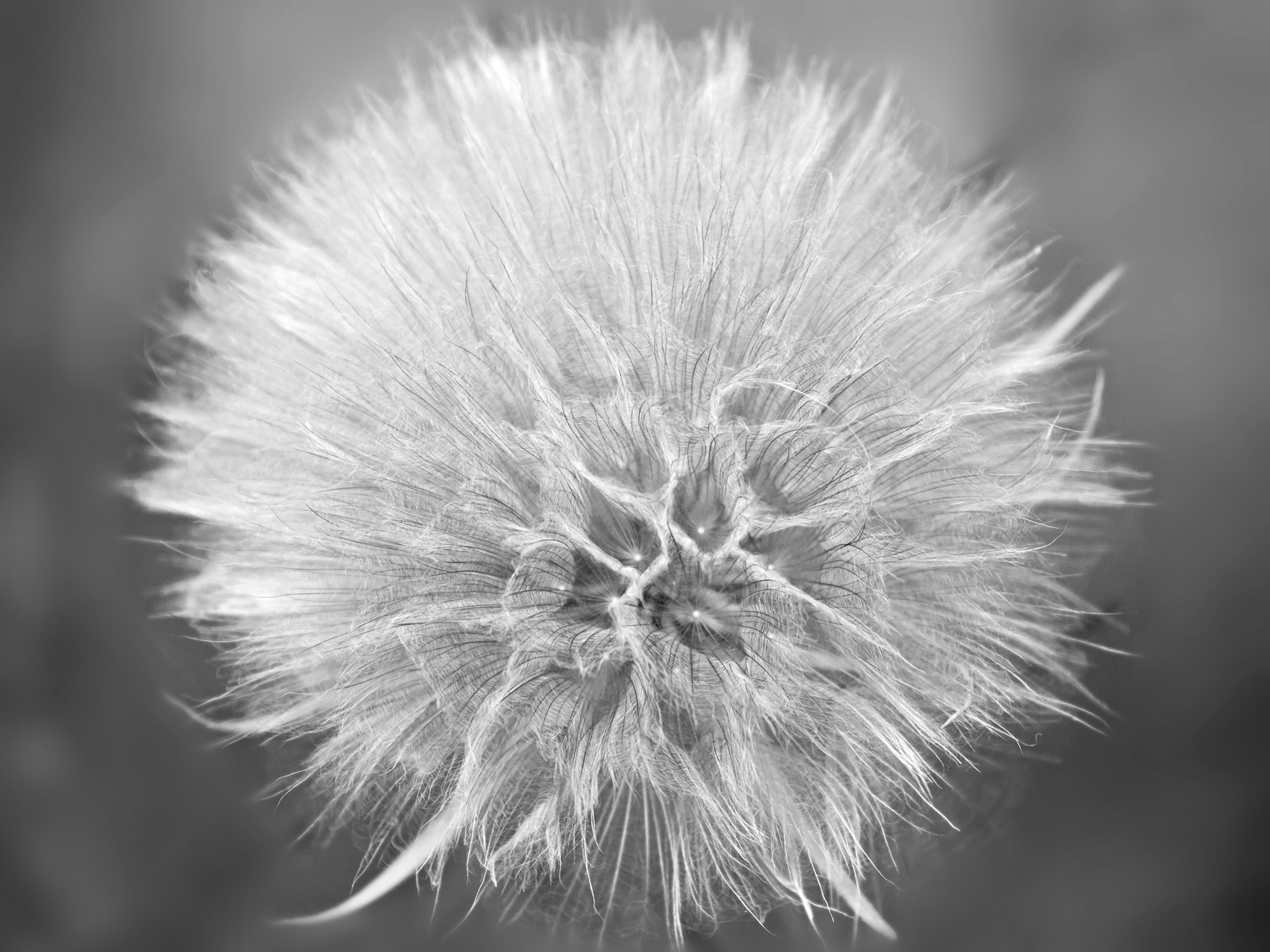 Dandy