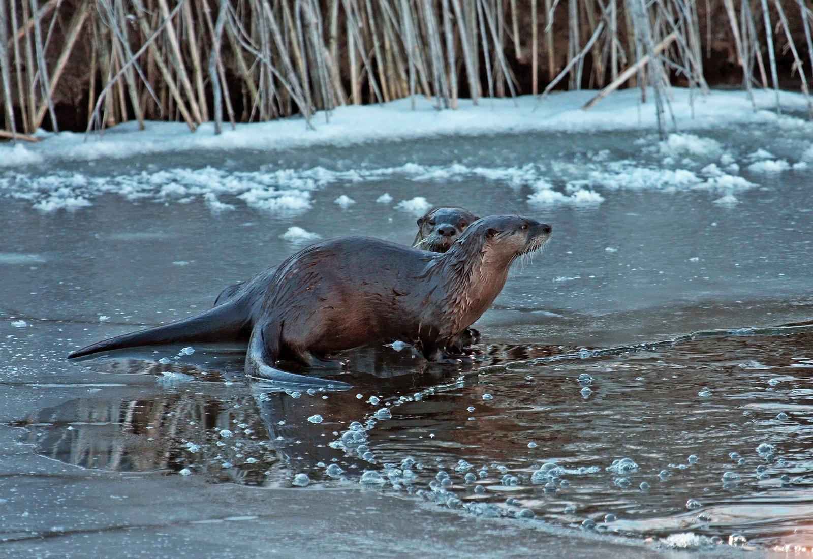 Klamath Otters + RP
