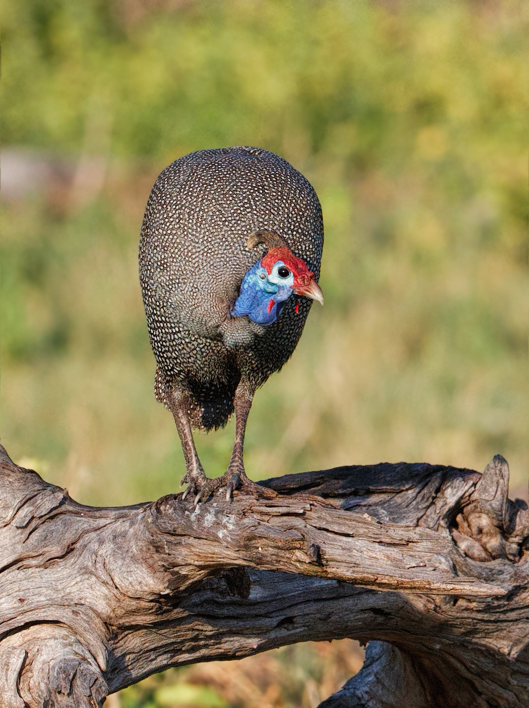 Helmeted Guineafowl