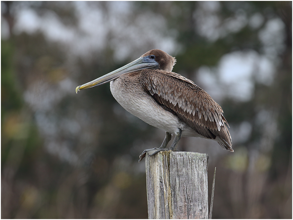 Bird on a Stick 2