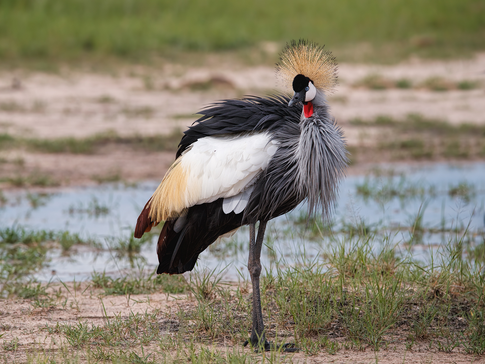 Black Crowned Crane