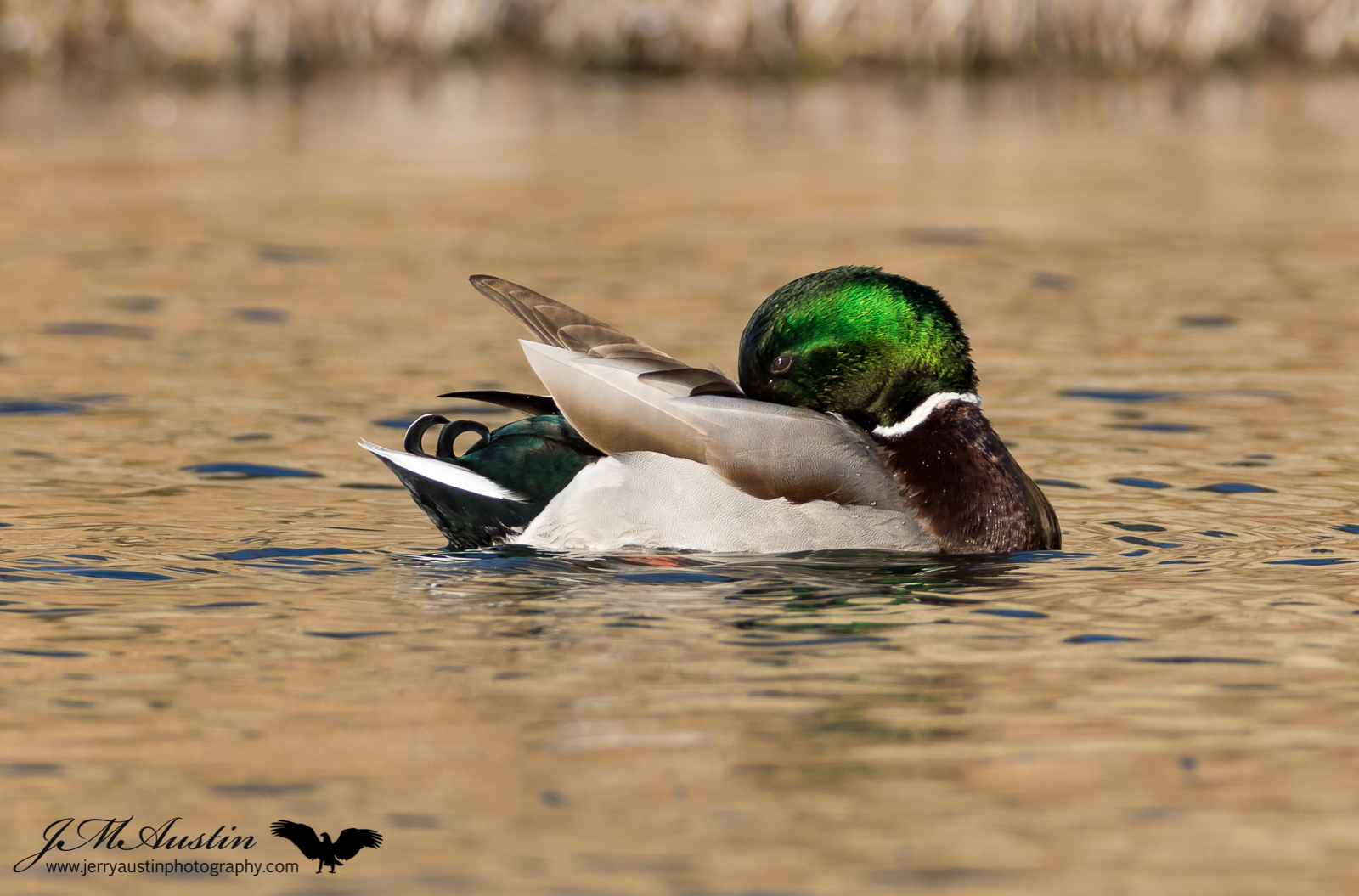 Preening Mallard